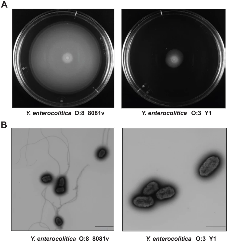 Motility and flagellation of <i>Y. enterocolitica</i> O:3 and O:8.