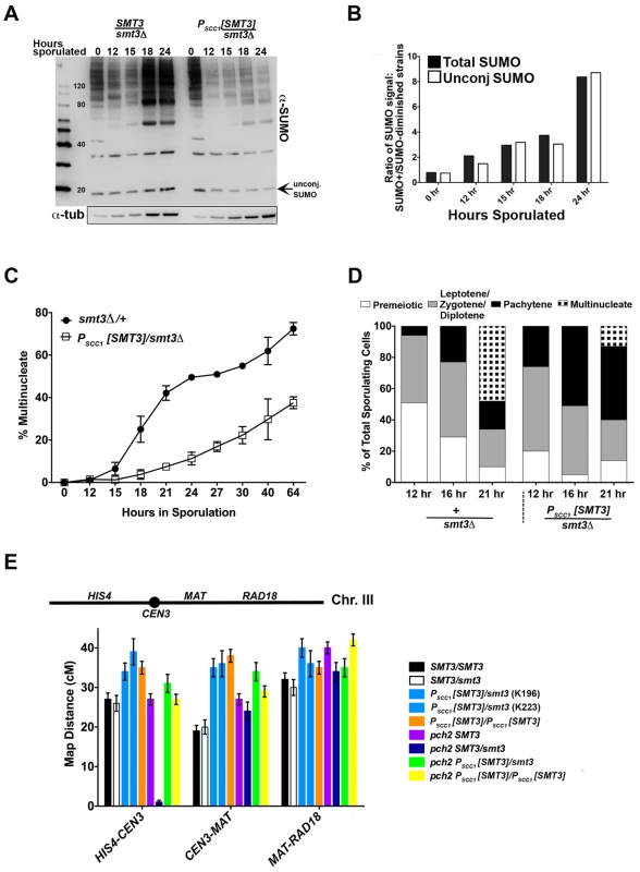SUMO-diminished strains exhibit reduced sporulation and elevated crossover levels.