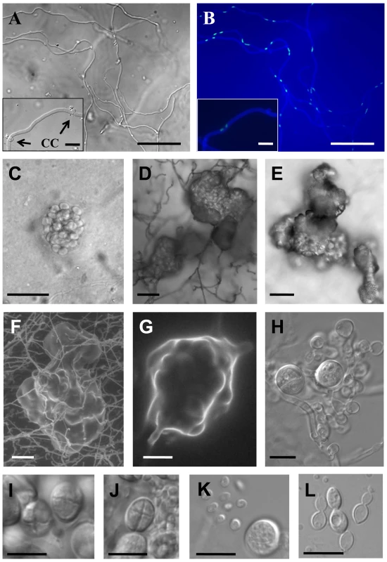 Sexual reproduction of <i>C. heveanensis</i>.