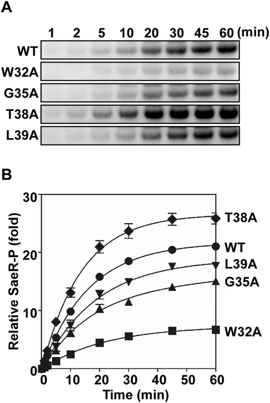 Membrane vesicles harboring the linker peptide mutant SaeS exhibit altered phosphotransferase activity.