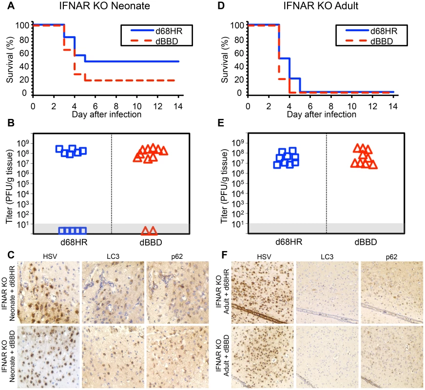 Autophagy is activated during HSV infection independent of type I interferon signaling in the newborn, but not the adult, murine CNS.