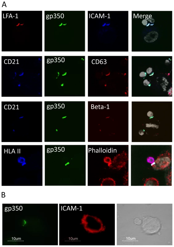Analysis of B cell surface molecules at the virological synapse.
