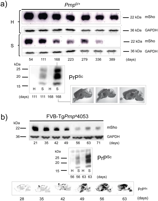 Kinetics of Sho down-regulation in mice with altered <i>Prnp</i><sup>a</sup> gene-dosage.