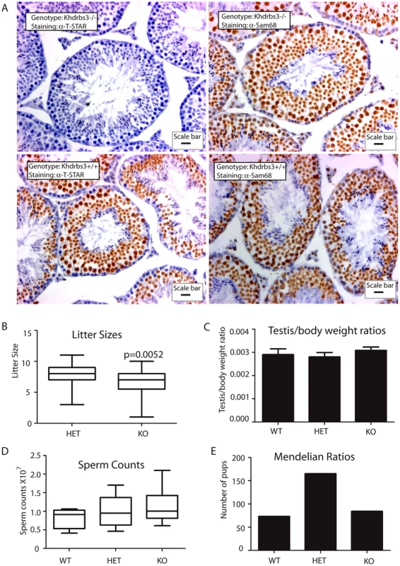 T-STAR is not required for male fertility in the mouse.
