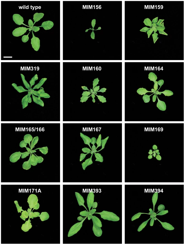 Leaf rosettes of target mimic expressing plants.