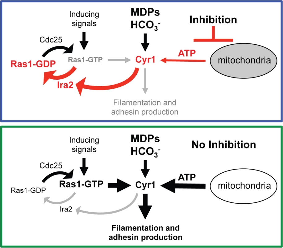 New model of the Ras1-Cyr1 signaling pathway.