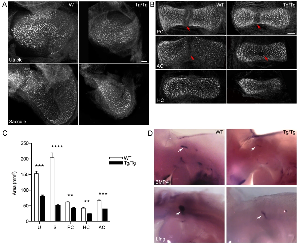 Mutation of <i>Sfswap</i> causes smaller vestibular cristae and maculae and misplaced eminentia cruciata.