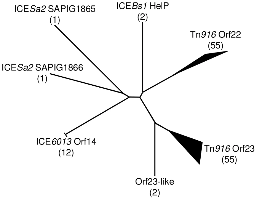 Phylogenic tree of HelP homologues.