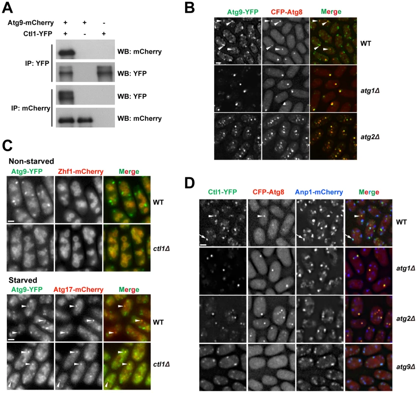 Ctl1 and Atg9 interact with each other and influence each other's localization.