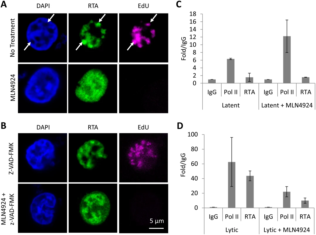 MLN4924 prevents the proper organization of replication compartments and the recruitment of RTA to OriLyt.