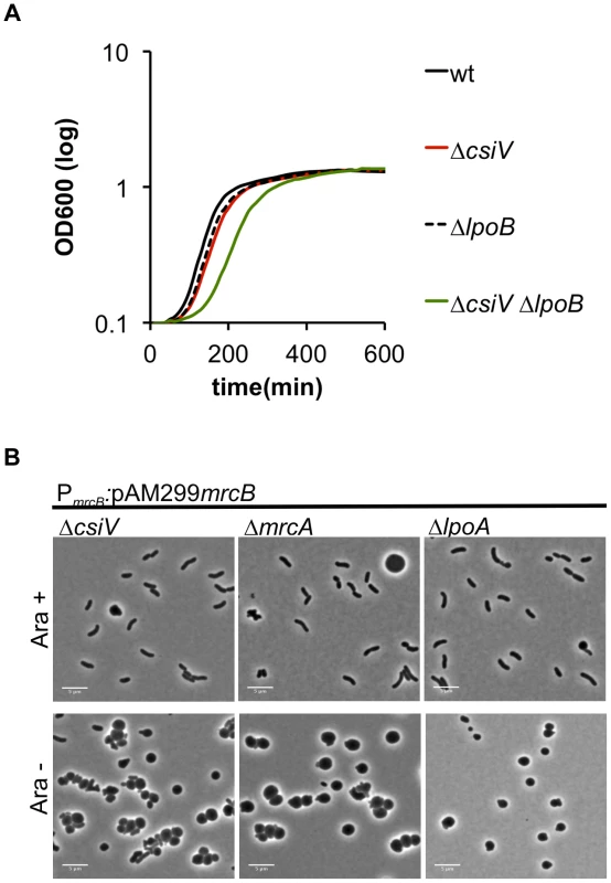 Deletion of <i>csiV</i> is synthetically lethal with deletion of <i>mrcB</i> but not <i>lpoB</i>.