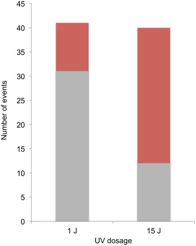 Selected SCB and DSCB conversions in strains treated with 1/m<sup>2</sup> and 15 J/m<sup>2</sup>.