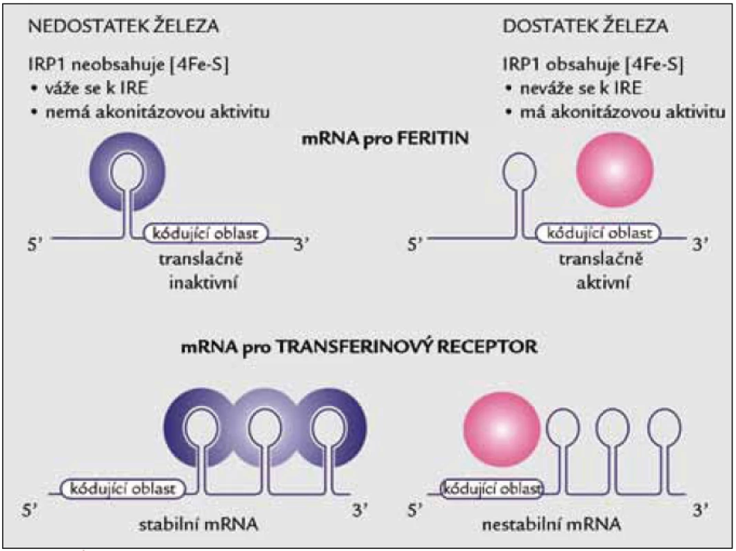 Úloha IRP1 v regulaci translace mRNA pro feritin a stability mRNA pro transferinový receptor.
Za nedostatku železa se IRP1 váže na vlásenkovitou oblast označovanou jako IRE (iron responsive element) v 5’ nepřekládané oblasti (UTR) mRNA pro feritin nebo na pět kopií IRE elementu v 3’ nepřekládané oblasti mRNA pro transferinový receptor.