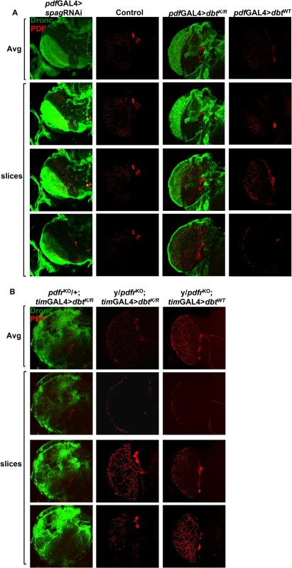Pdf signaling from circadian neurons is required for accumulation of activated caspase in optic lobes.
