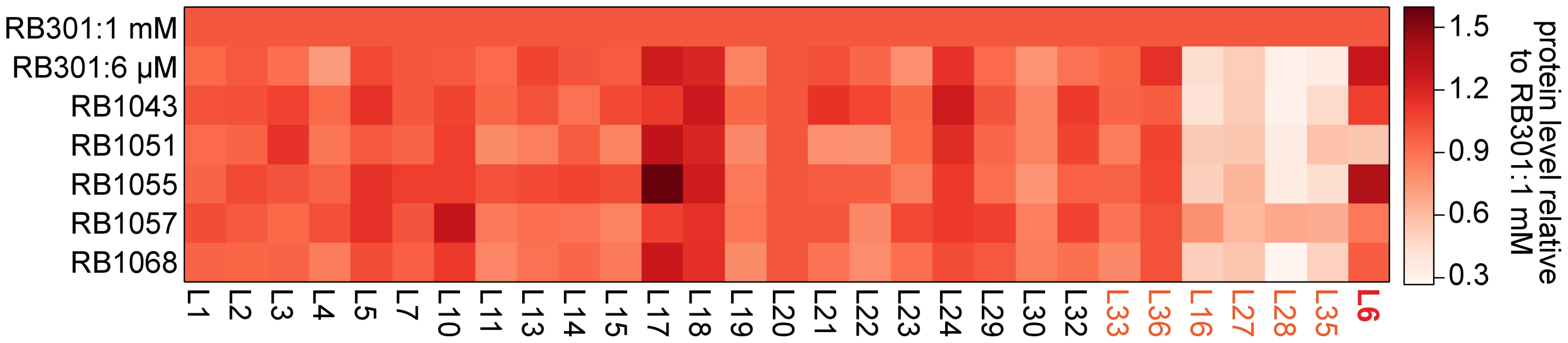 Whole cell protein abundance.