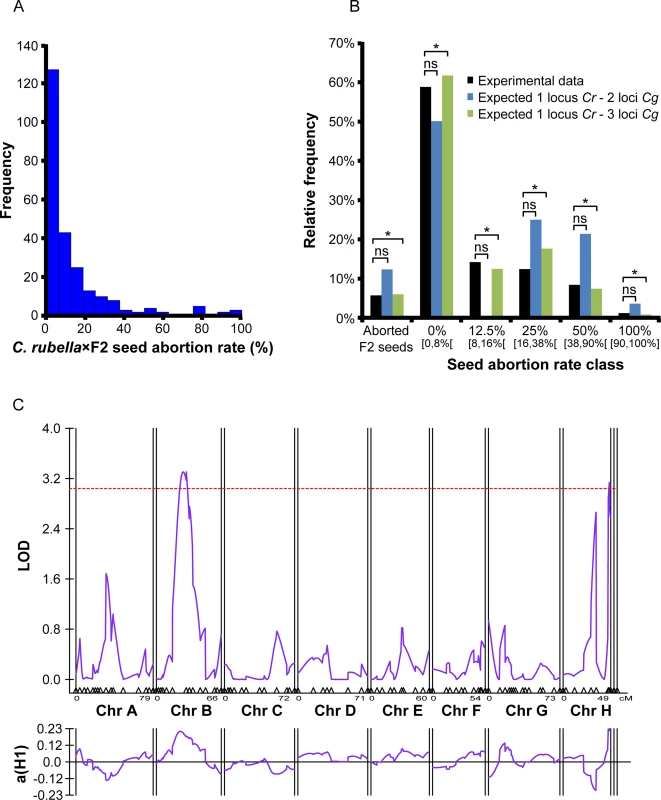 <i>C</i>. <i>rubella</i> × <i>C</i>. <i>grandiflora</i> hybrid seed incompatibility involves multiple genetic loci.