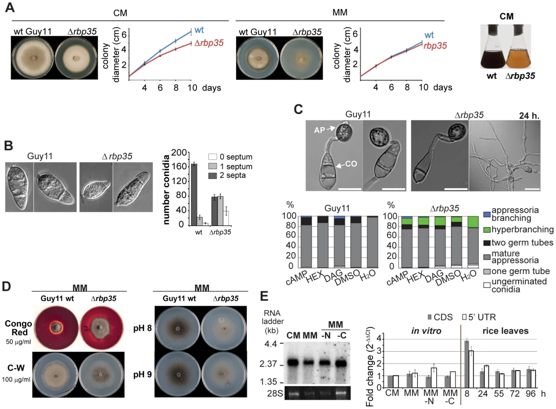 RBP35 is also implicated in <i>M. oryzae</i> development.
