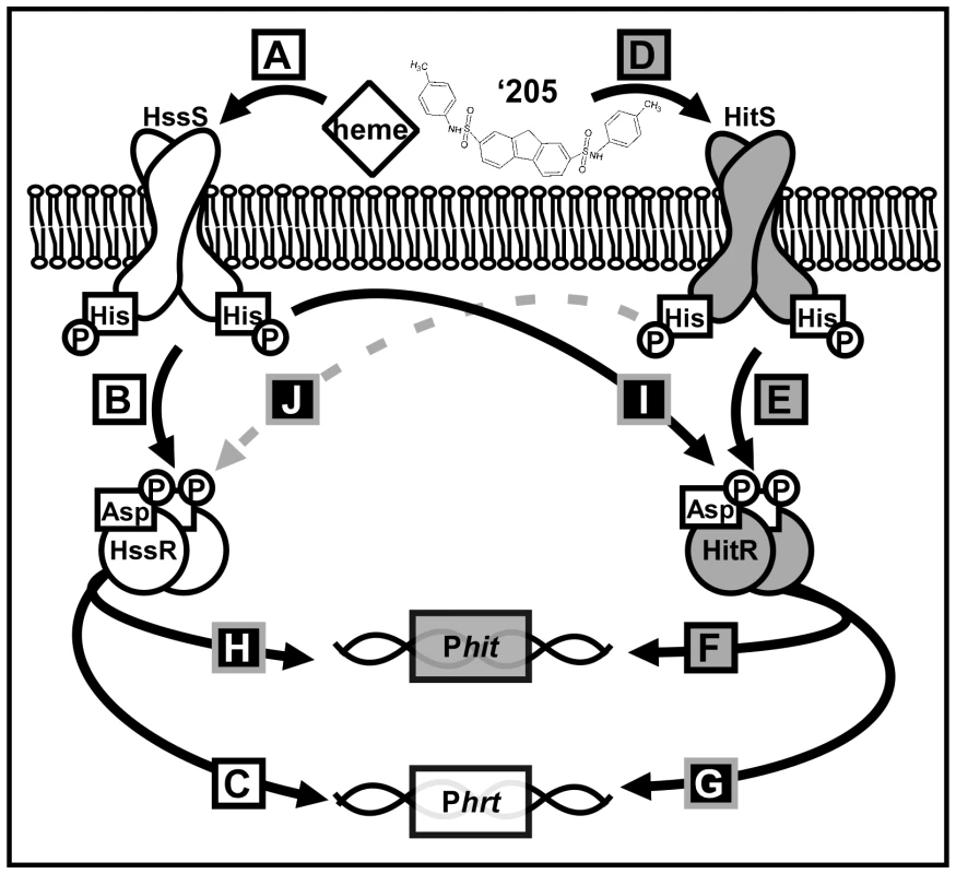 A summary of cross-talk observed between HssRS and HitRS in <i>B. anthracis</i>.