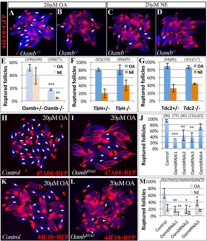 Follicular Oamb is required for OA/NE-induced follicle rupture.