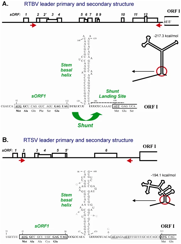 Conserved shunt configurations in the RTBV and RTSV leader sequences.
