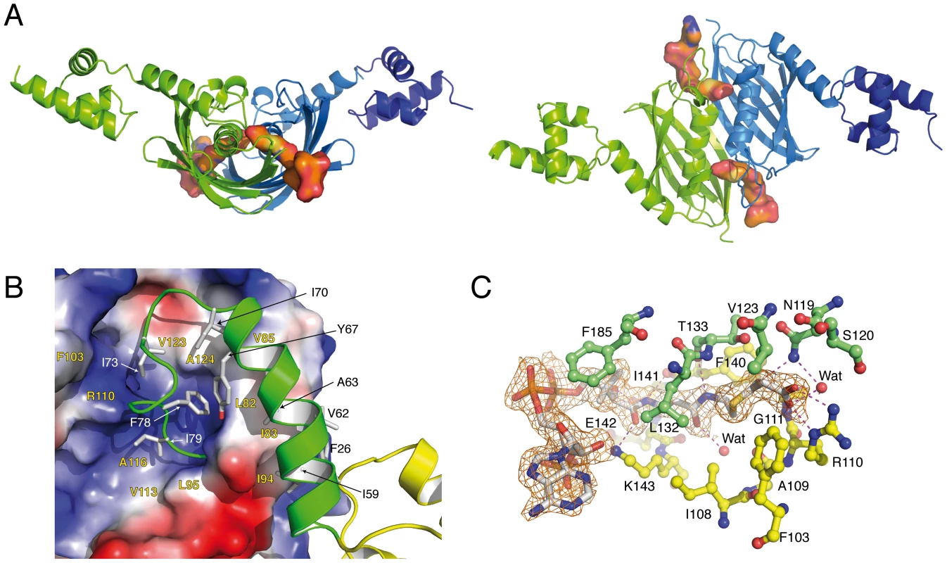 Overall structures of the malonyl-CoA-bound forms of <i>Sa</i>FapR.