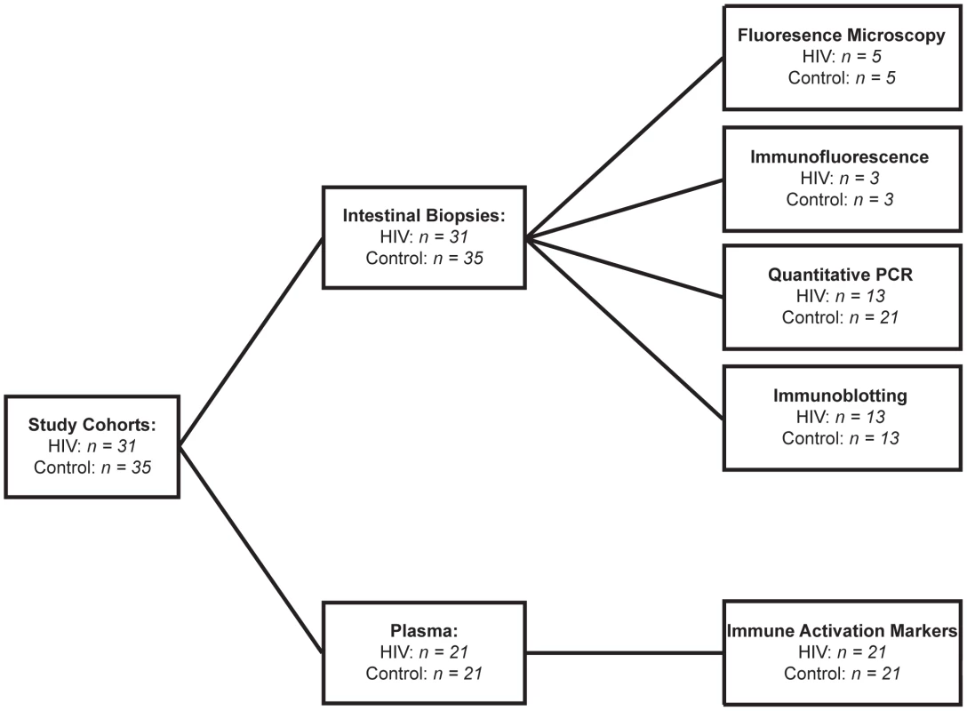 Cohort Diagram illustrating the assignment of intestinal biopsy and plasma samples to each analytical method.
