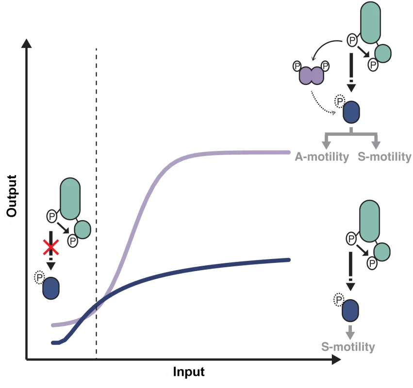 Antagonistic regulations by distinct RR domains shape Frz-dependent responses to stimulations.
