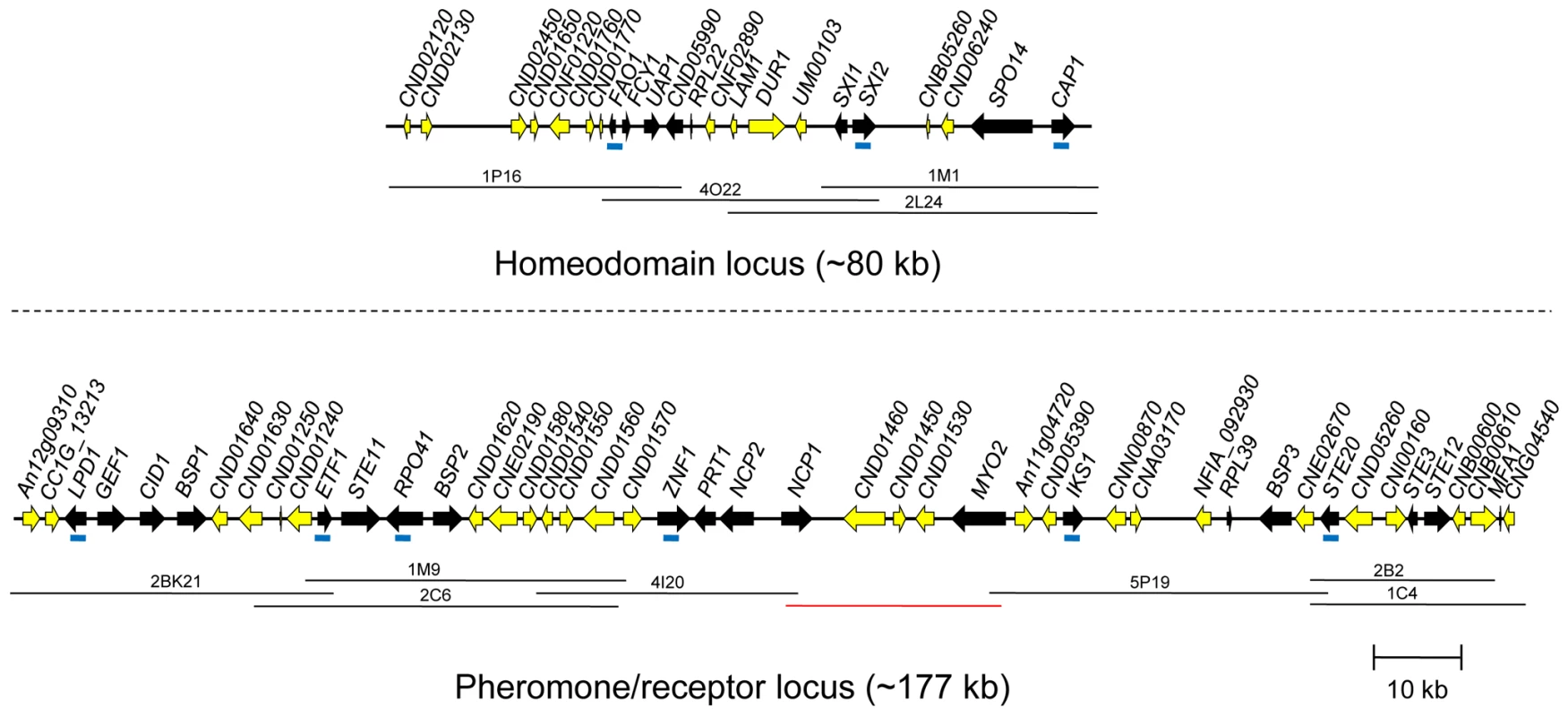 <i>C. heveanensis MAT</i> locus structure.