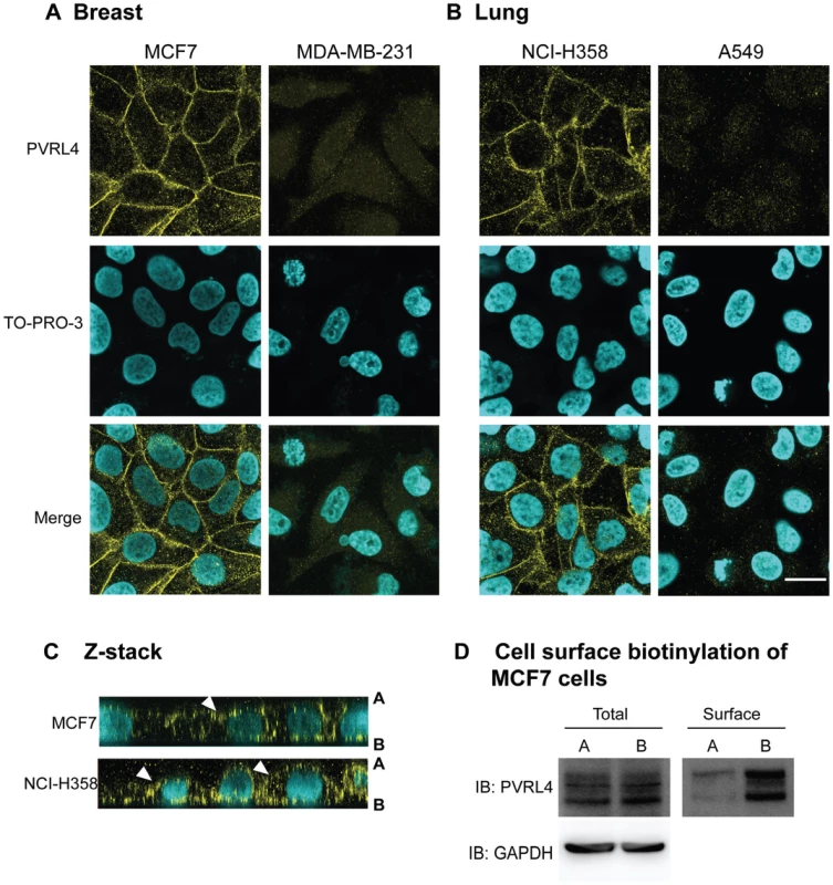 PVRL4 is localized to both the apical and basolateral surfaces in MCF7 and NCI-H358 cancer cells.