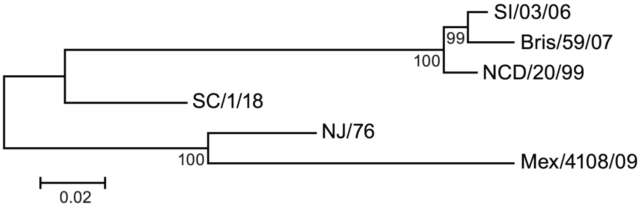 Genetic relationships among H1N1 HA.