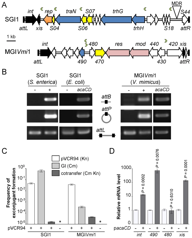 IncA/C-dependent excision and transfer of GIs.