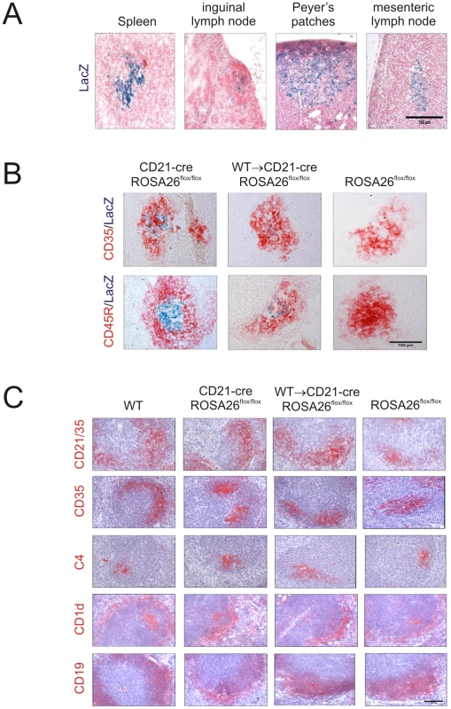 <i>Cre</i>-mediated gene recombination in FDC in the spleens, lymph nodes and Peyer's patches of CD21-Cre ROSA26<sup>flox/Flox</sup> mice.