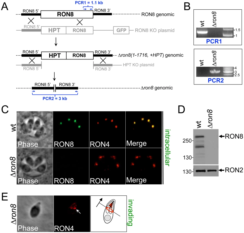 RON8 is the only RON/MJ protein to be disrupted in the Apicomplexa.