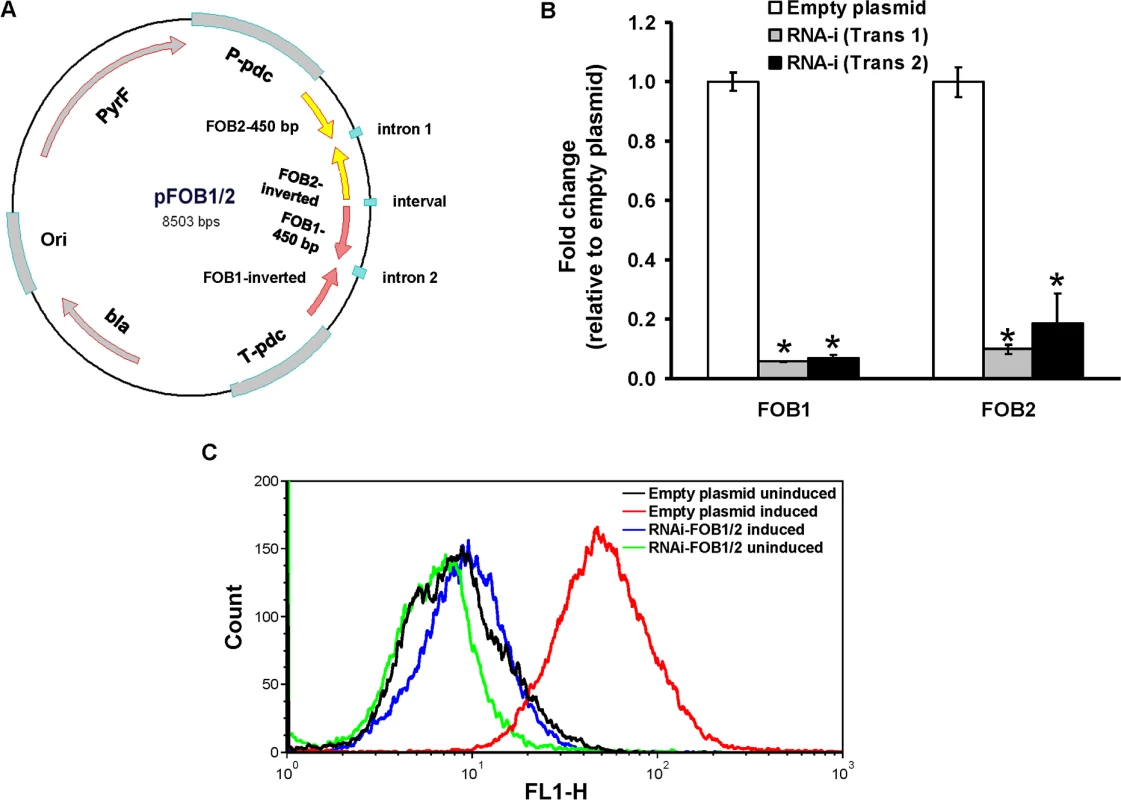 Dual gene inhibition strategy completely abrogates <i>FOB1</i> and <i>FOB2</i> expression.