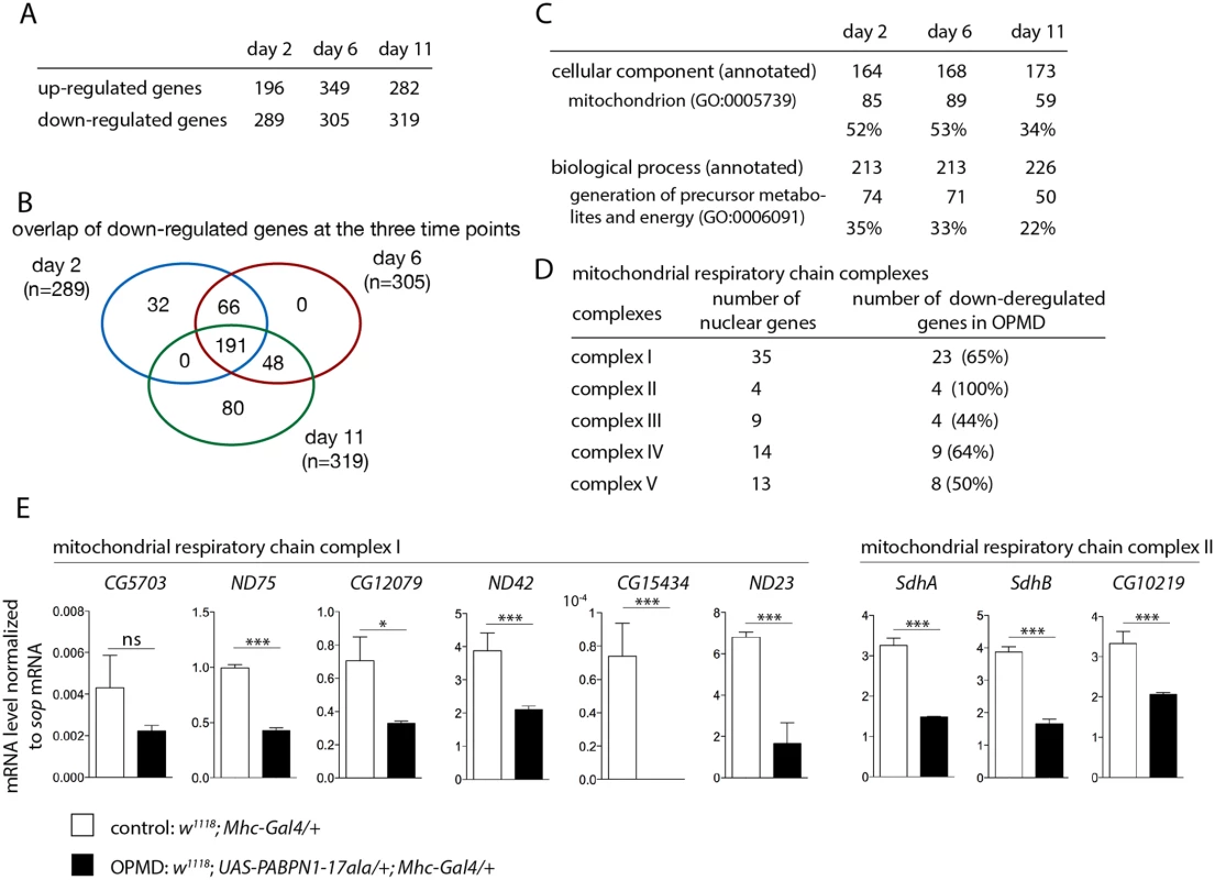Deregulation of the mitochondrial pathway in the OPMD <i>Drosophila</i> model.