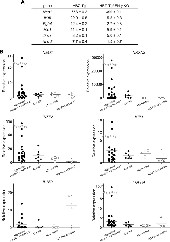 Microarray analysis of WT, HBZ-Tg, IFN-γ KO, and HBZ-Tg/IFN-γ KO mice.
