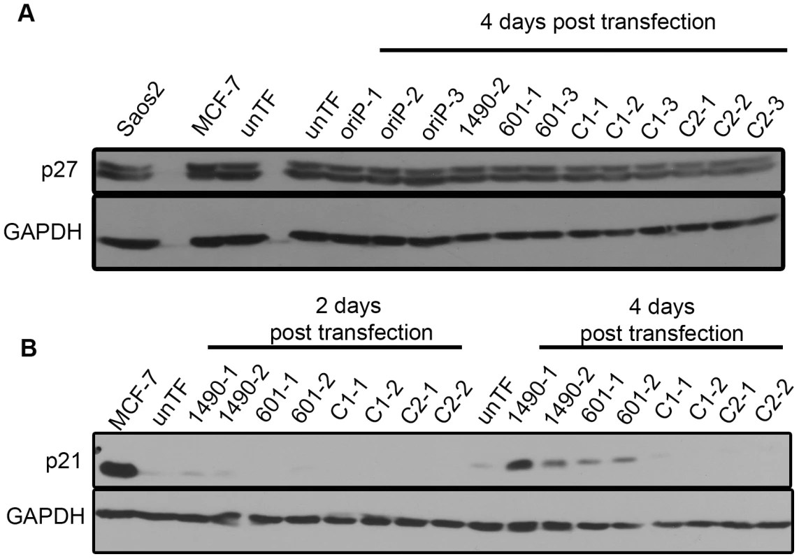 EBNA-3A represses p21<sup>WAF1/CIP1</sup> expression in Wp-R BL.