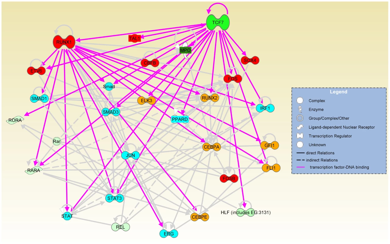 TCF7, together with RUNX1, regulates a transcriptional regulatory network.
