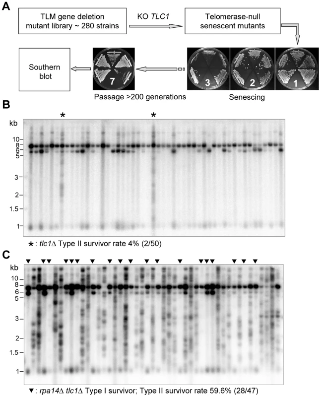 Identification of genes affecting the emerging ratio of Type I versus Type II survivors.