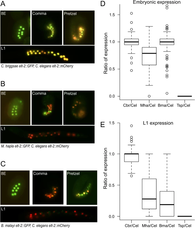 <i>elt-2</i> regulatory sequences from distantly-related nematodes drive expression in <i>C</i>. <i>elegans</i>.