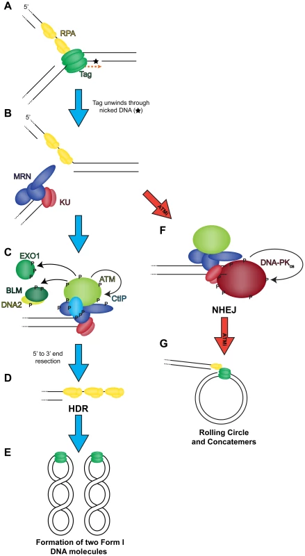 Model of the role of DNA double strand break repair during SV40 DNA replication.