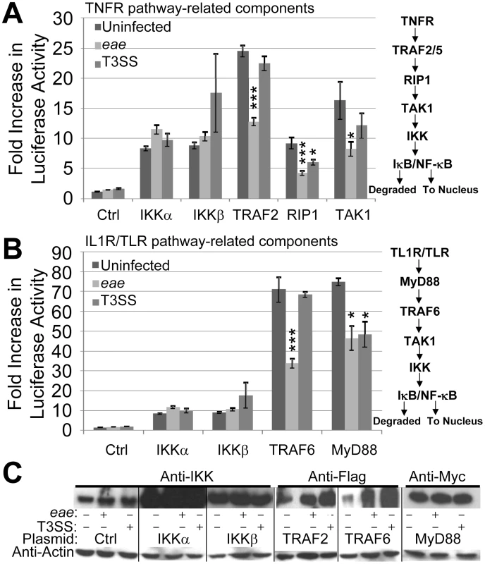 EPEC T3SS-dependent inhibition of NF-κB activity is associated with effectors targeting pathway components upstream of the IKK complex.