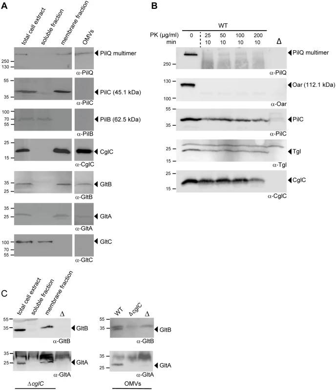 Subcellular localization of CglC, GltB, GltA and GltC.