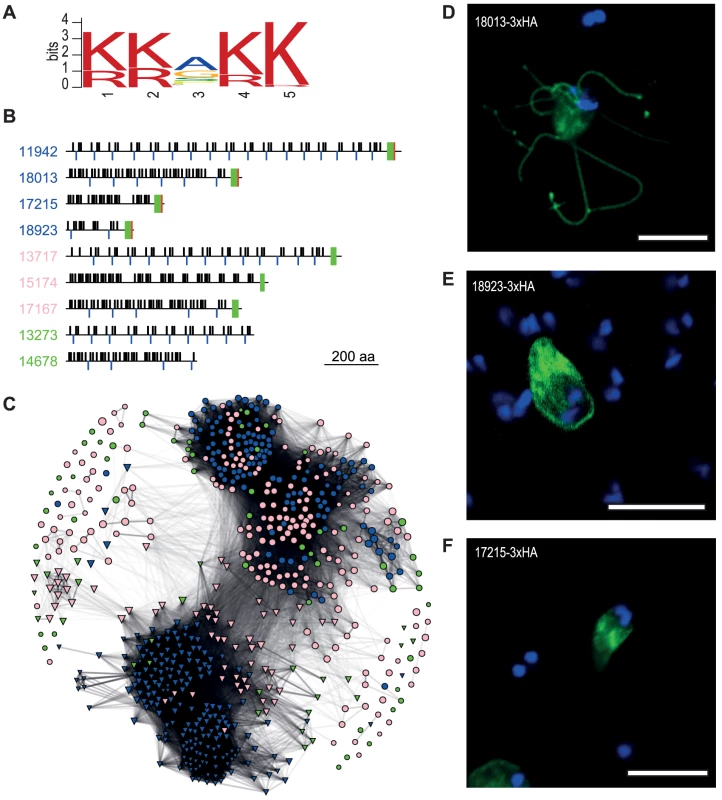 Diverse families of <i>S. salmonicida</i> cysteine-rich proteins.
