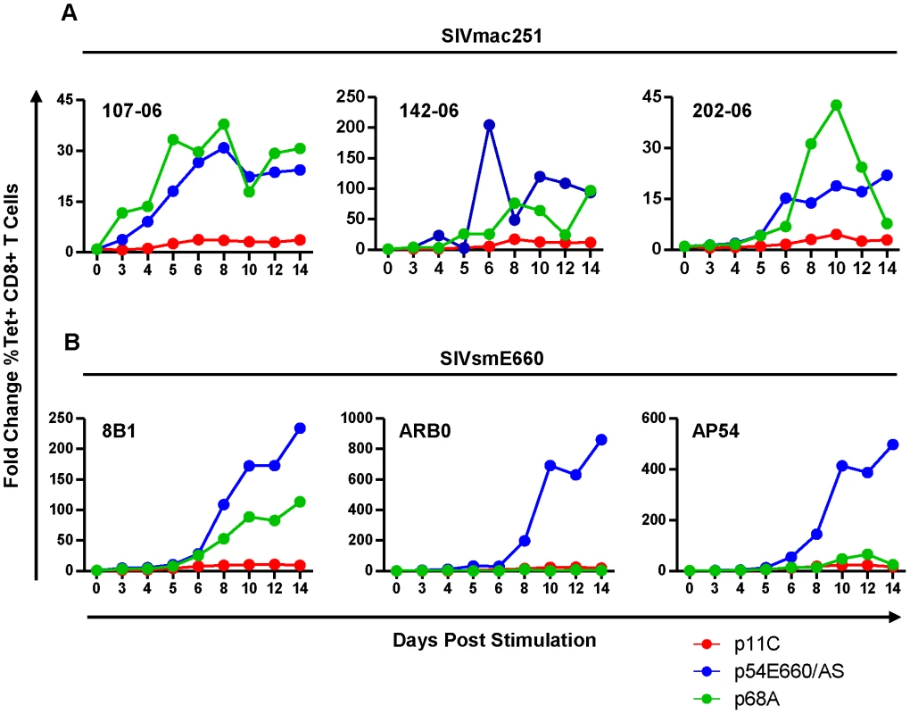 The dominant p11C-specific cells exhibited decreased antigen-specific expansion compared to subdominant epitope-specific cells.