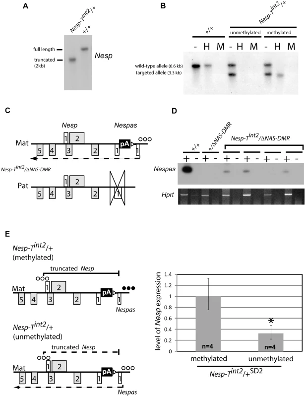 Maternal transmission of <i>Nesp-T<sup>int2</sup></i> results in downregulation of <i>Nesp</i> when the <i>Nespas</i> DMR is unmethylated.