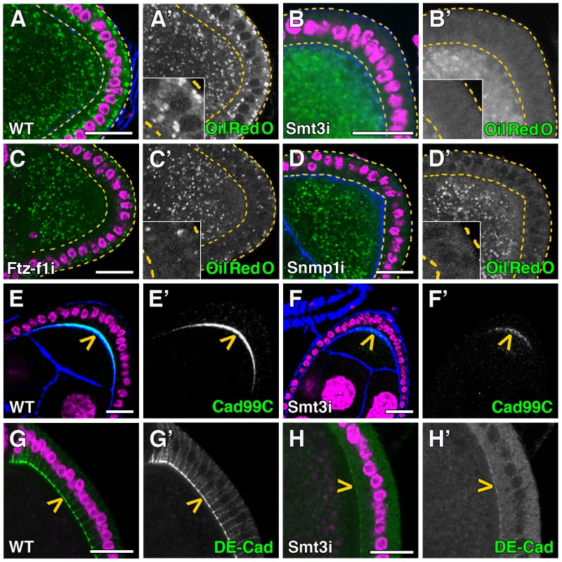 Smt3 and Snmp1 are necessary for lipid uptake in follicle cells.