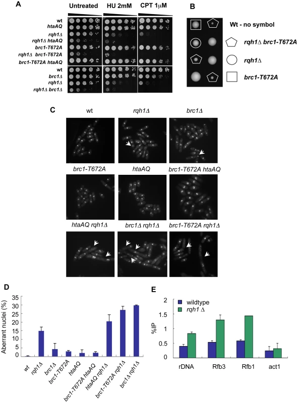 γH2A-Brc1 interactions are crucial for genome stability during unperturbed growth in the absence of Rqh1.