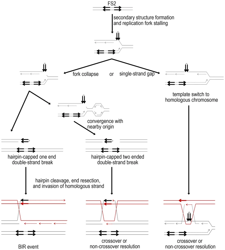 Mechanisms for fragile site stimulated mitotic crossovers and BIR events.