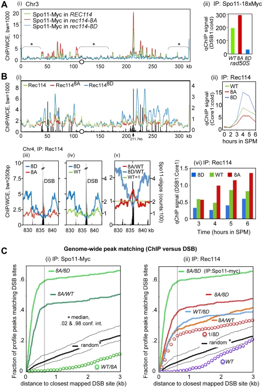Rec114 phosphorylation down-regulates Spo11 catalysis and Rec114-DSB hotspot association.